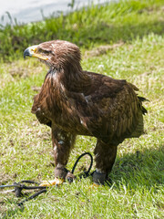 Captive Golden Eagle, Aquila chrysaetos, standing tehtered in a field