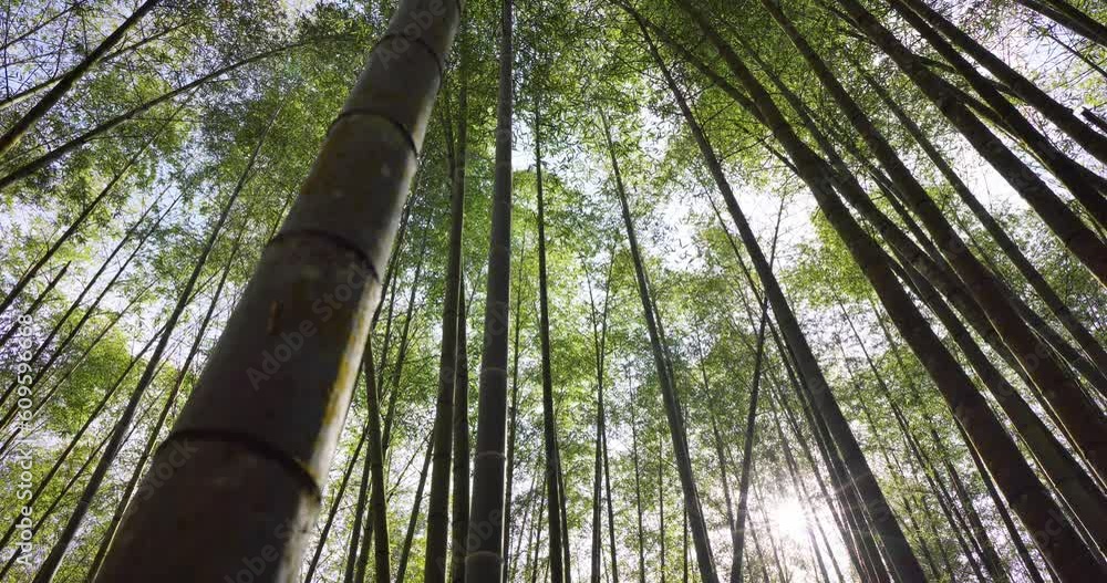 Canvas Prints bottom view of the bamboo tree