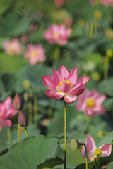 Pink lotus flowers bloom in summer in Tra Ly, Duy Xuyen, Quang Nam (Vietnam)