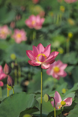 Pink lotus flowers bloom in summer in Tra Ly, Duy Xuyen, Quang Nam (Vietnam)