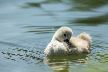 Swan