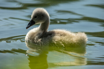Swan
