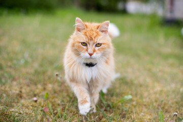 portrait of an orange cat with a white collar in a green meadow with blooming dandelions and a blurred bokeh background on a warm summer day.