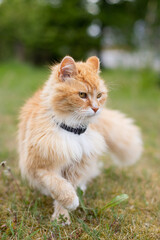 close-up portrait of an orange and white-collared cat in a green meadow with blooming dandelions and a blurred bokeh background on a warm summer day.