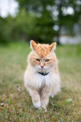 close-up portrait of an orange and white-collared cat in a green meadow with blooming dandelions and a blurred bokeh background on a warm summer day.