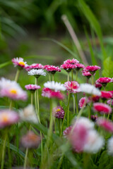 field of red clover flowers in a green meadow on a warm summer day.
