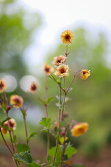Yellow flower bouquet with blurred bokeh background close-up in summer evening light.