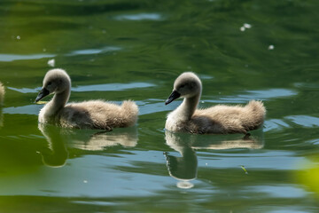 Swan