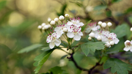 Small flowers. On which a bee sits, collects nectar, White flowers. flowering tree in the forest. wild bush in white flowers. spring season. natural background. close-up, selective soft focus.