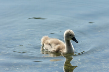 Swan