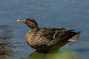 Mallard