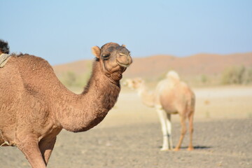 Camel are well adapted  to life in the desert.