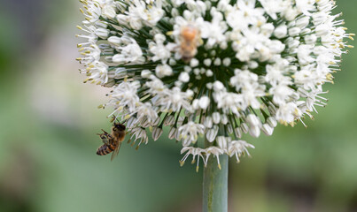 Serene encounter: Bee and chive blossom unite