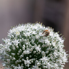 Pollination in progress: Bee explores chive blossom
