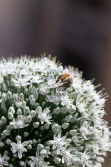 bee on flower, Tiny visitor: Bee cherishes chive blossom's nectar