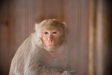 macaque portrait