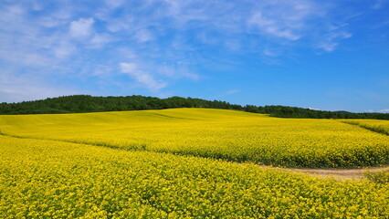 Obraz premium 安平町の菜の花畑2