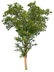 Obraz premium transparent PNG tree removed original background