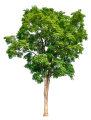 transparent PNG tree removed original background
