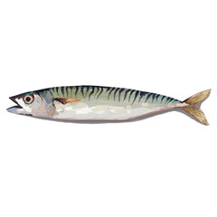 Hand drawn artistic food illustration of mackerel fish