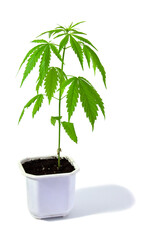 Cannabis plant in a pot on a white background. Young plant isolated.