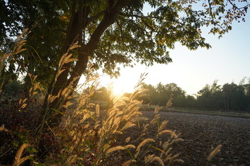 looking at the sunset through the grass