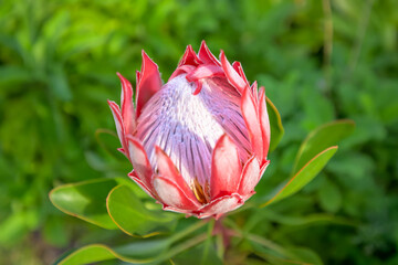 Single bloom of Queen Protea, Protea magnifica, flower just opening, with blurred green background, Cape Town, South Africa