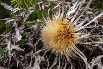 Carlina acanthifolia plant known as carline thistles in grass, similar to acaulis and vulgaris