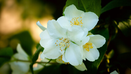 white jasmine flowers 