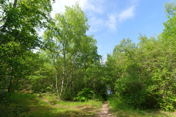 Forest path along the Seine river in the Livry sensitive Nature Reserve. Île-de-France region