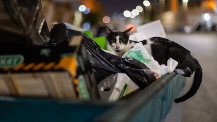 cat standing in the dumpster searching for food scavenging