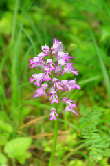 Wild orchid in the Livry Sensitive Nature Park. Île-de-France region