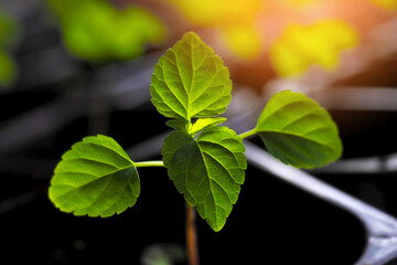 Tomato sprout in sun. Indoor seedlings in pots with soil. Preparation for planting plants in garden. Background.