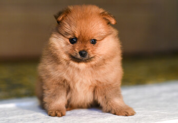 Fototapeta na wymiar Little Pomeranian puppy, close-up