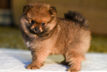 Little Pomeranian puppy, close-up