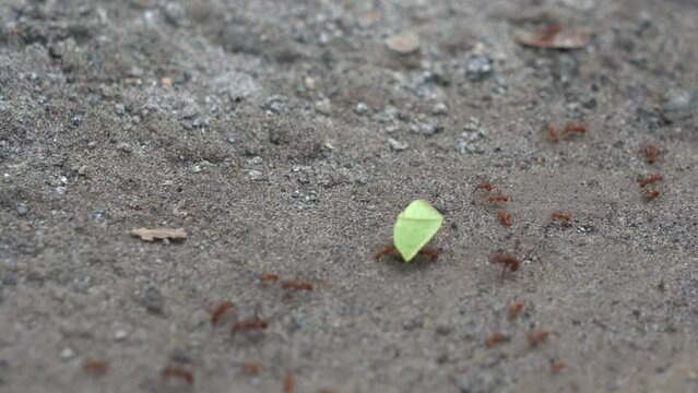 Costa Rica Ant carrying a leave in the Rainforst Insects on the ground 4K