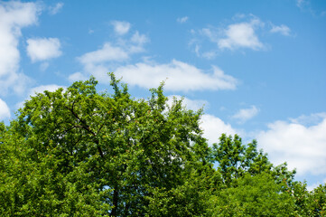 the sky above the trees in the forest