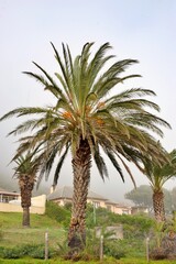 Fototapeta premium beautiful tree covered in mist