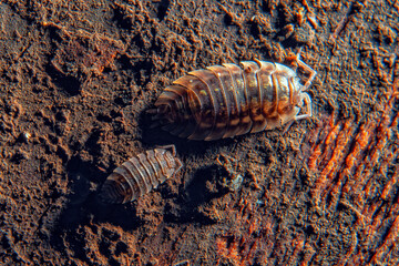 insecte sous écorce d'arbre mort, gros plan, macro