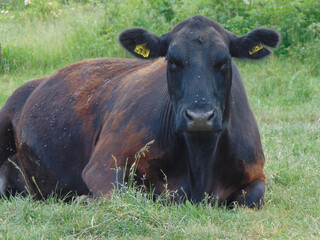 A black angus cow sits on the ground