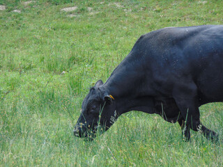 A black angus bull grazes grass