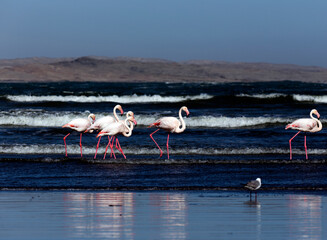 Naklejka premium View of group of red flamingo