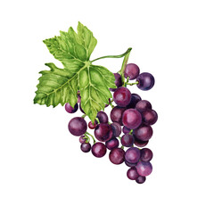 Bunch of grapes with a green vine leaf. Hand drawn watercolor illustration isolated on transparent background.