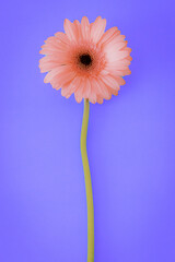 pink gerber daisy,Gerbera
This large flower, famous for its bright colors, is a real bestseller! Gerbera is the closest relative of chamomile.