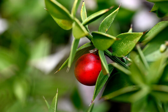 butcher's-broom // Stechender M&auml;usedorn (Ruscus aculeatus)