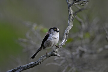  Long-tailed Tit // Schwanzmeise (Aegithalos caudatus) - Greece