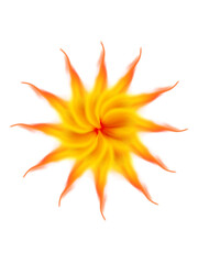 orange flower isolated