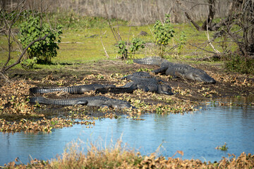 American alligators enjoying the heat from the sun on the bank of the lake in Florida