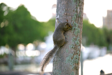 Beautiful wild gray squirrel climbing tree trunk in summer town park