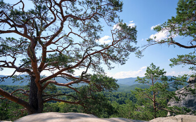 Big old pine tree growing on rocky mountain top under blue sky on summer mountain view background